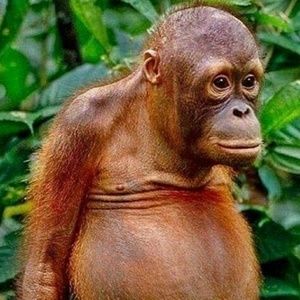 Meet your Posher, Dennis